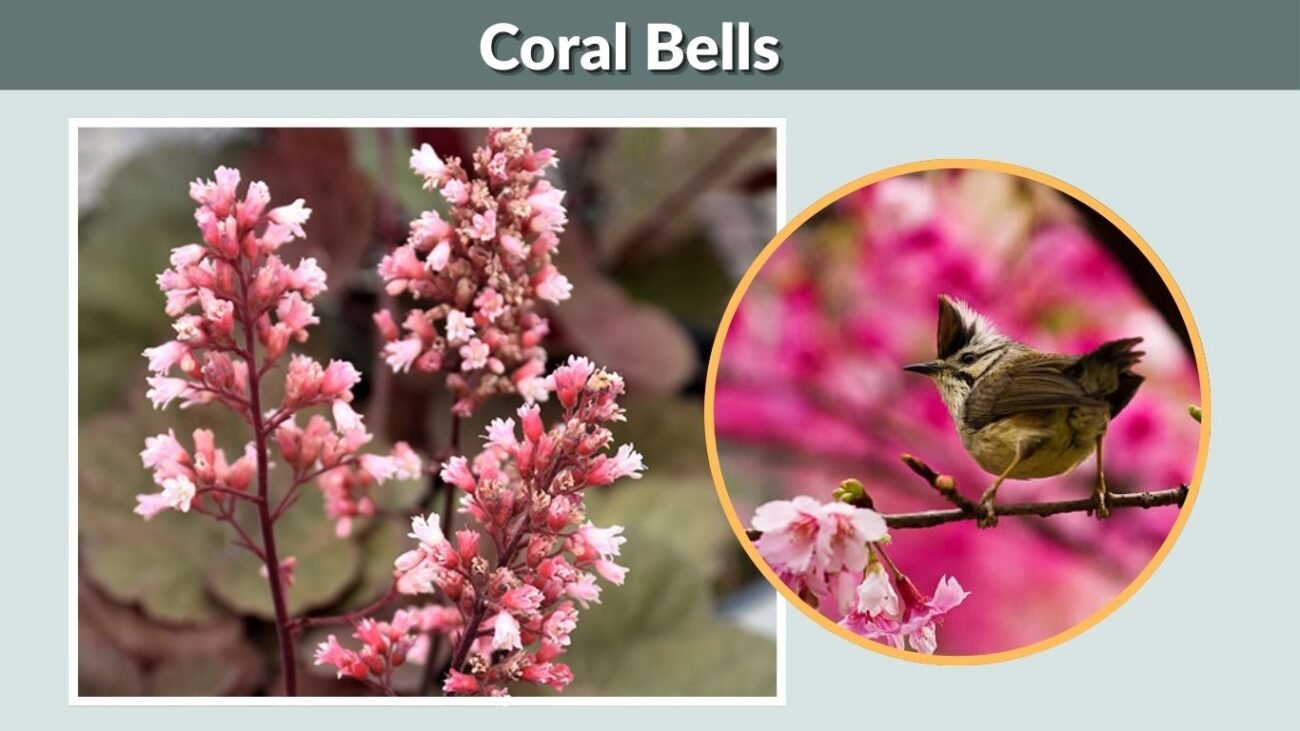 Coral Bells