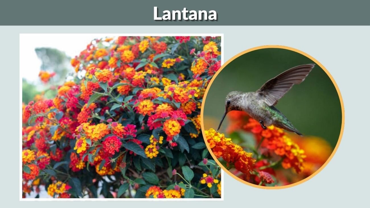 Lantana