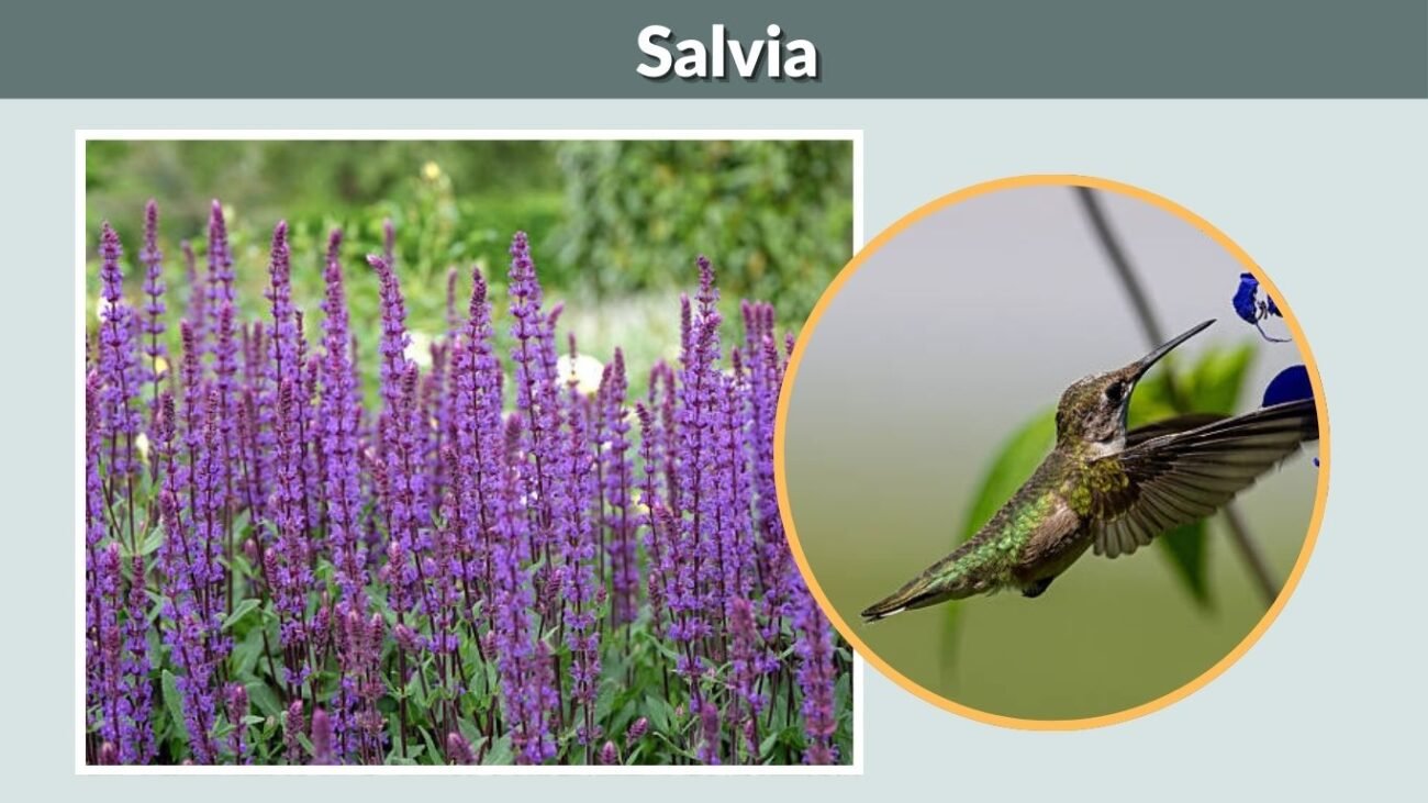 Salvia