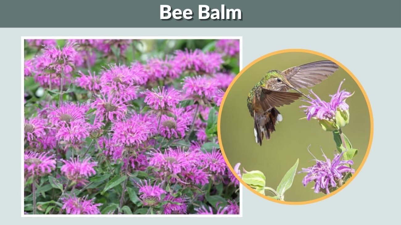 Bee Balm (Monarda)