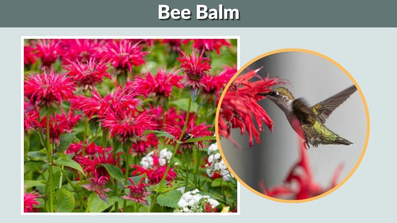 Bee Balm