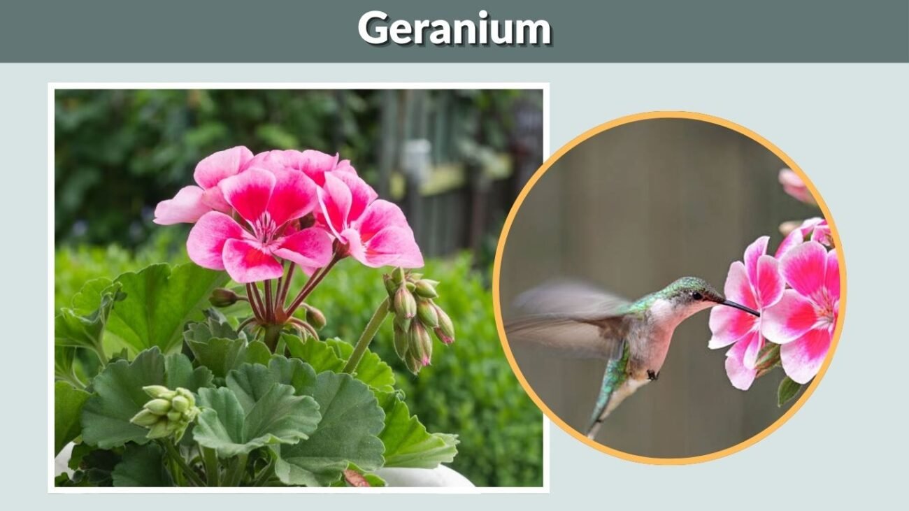 Geranium