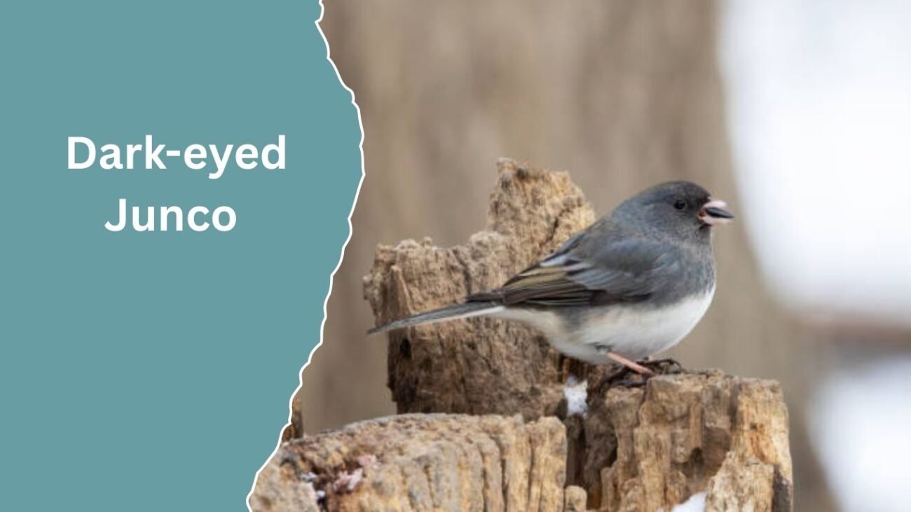 Dark-eyed Junco (Slate-colored)