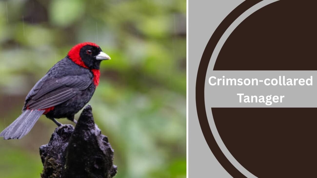 Crimson-collared Tanager