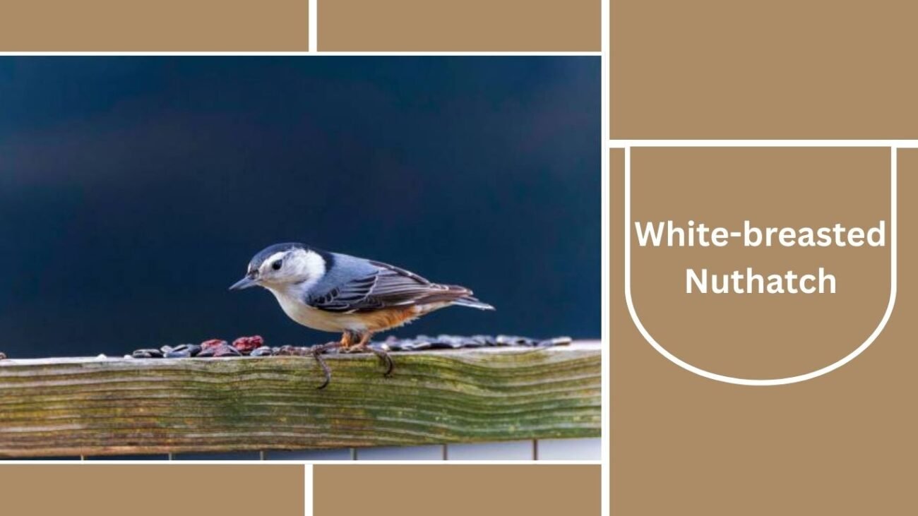 White-breasted Nuthatch