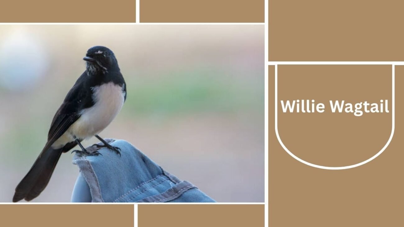 Willie Wagtail