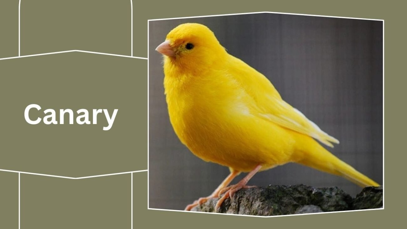 Canary