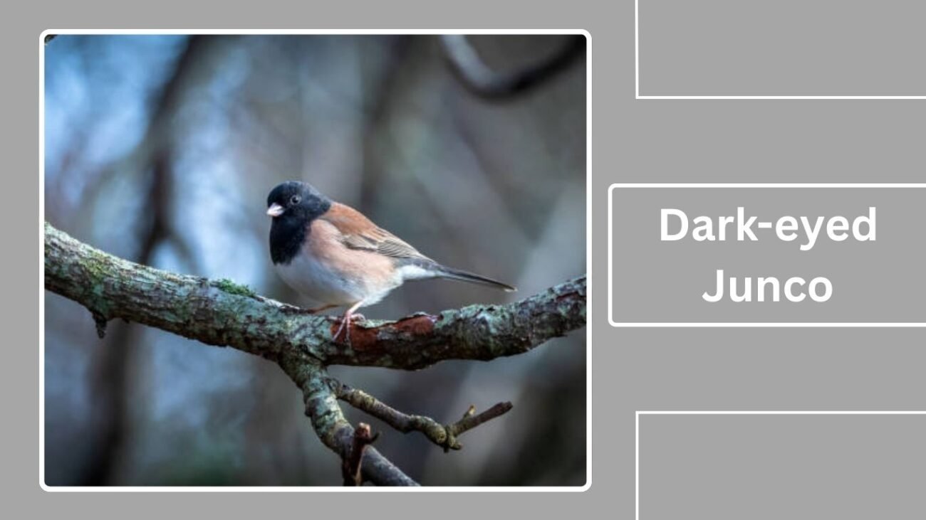 Dark-eyed Junco