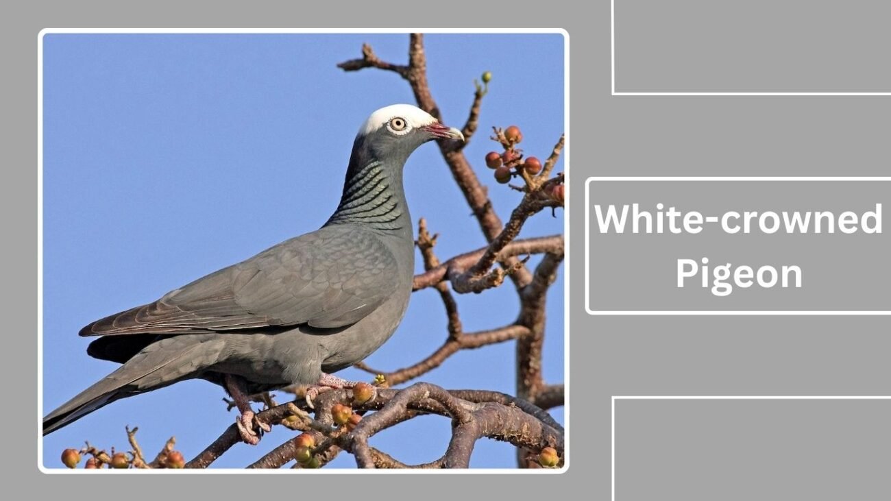 White-crowned Pigeon