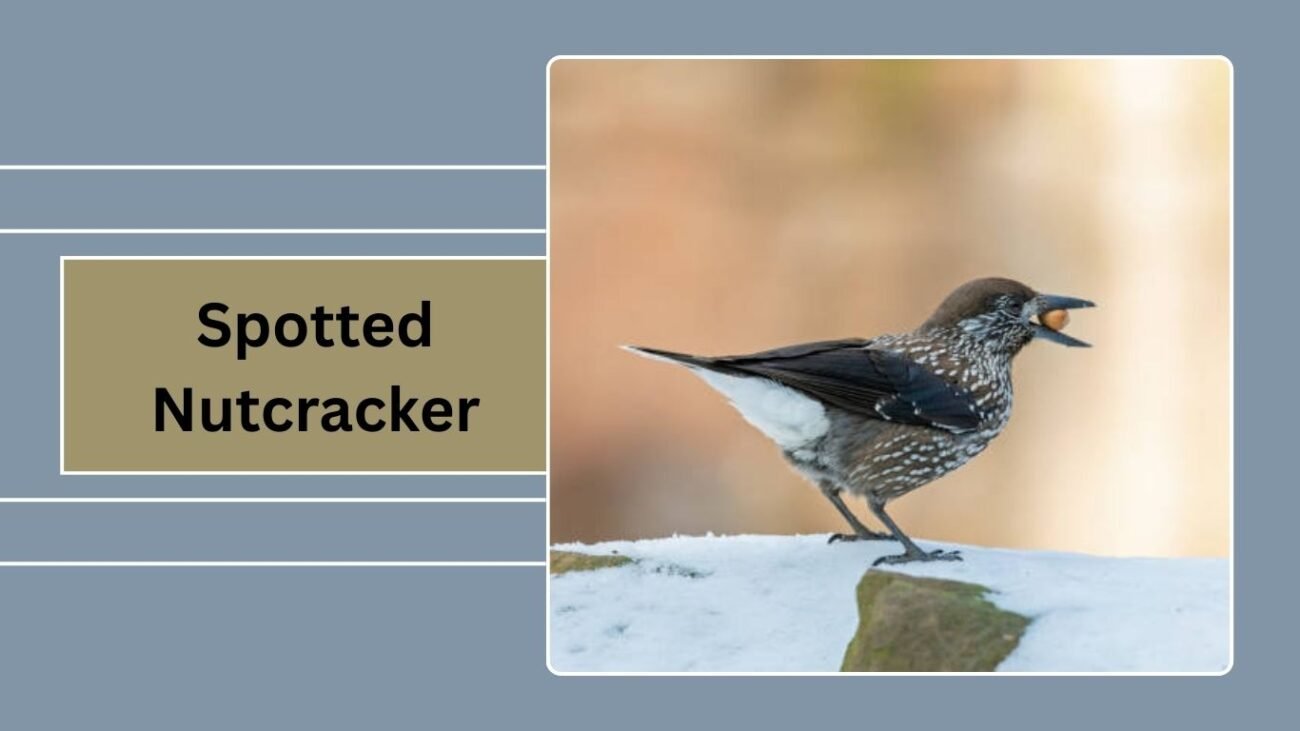Spotted Nutcracker