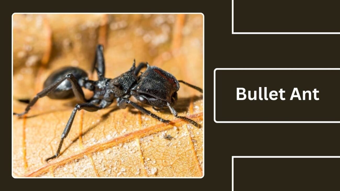 Bullet Ant