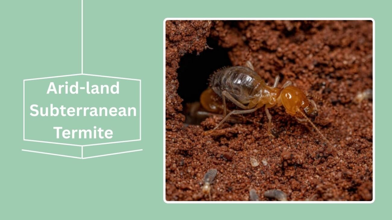 Arid-land Subterranean Termite