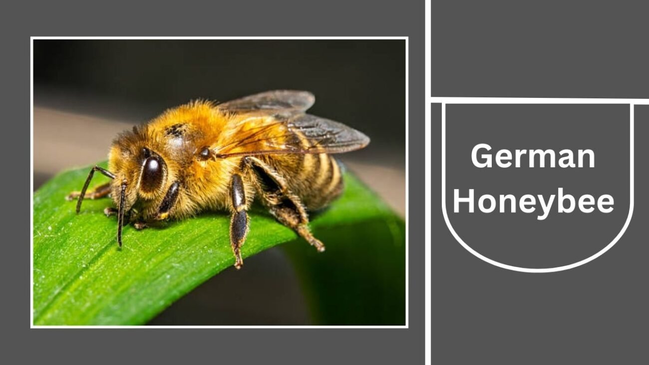 German Honeybee (Apis mellifera mellifera)