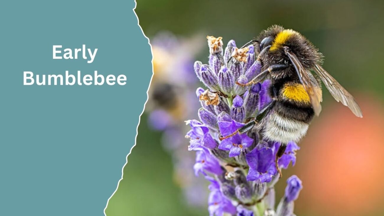 Early Bumblebee (Bombus pratorum)