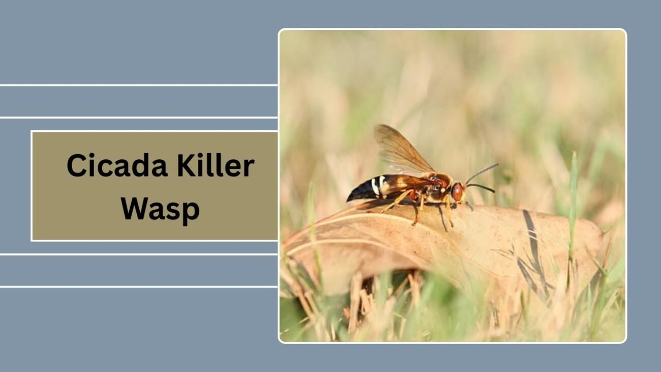 Cicada Killer Wasp
