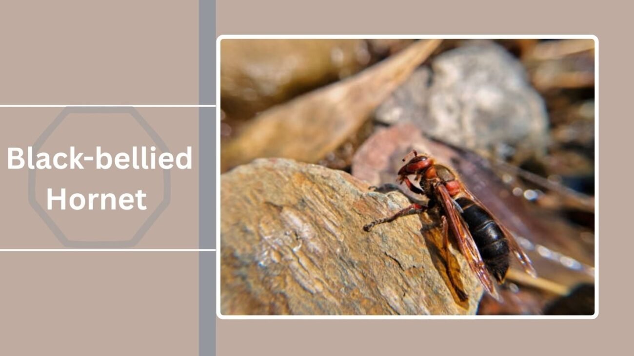 Black-bellied Hornet (Vespa basalis)