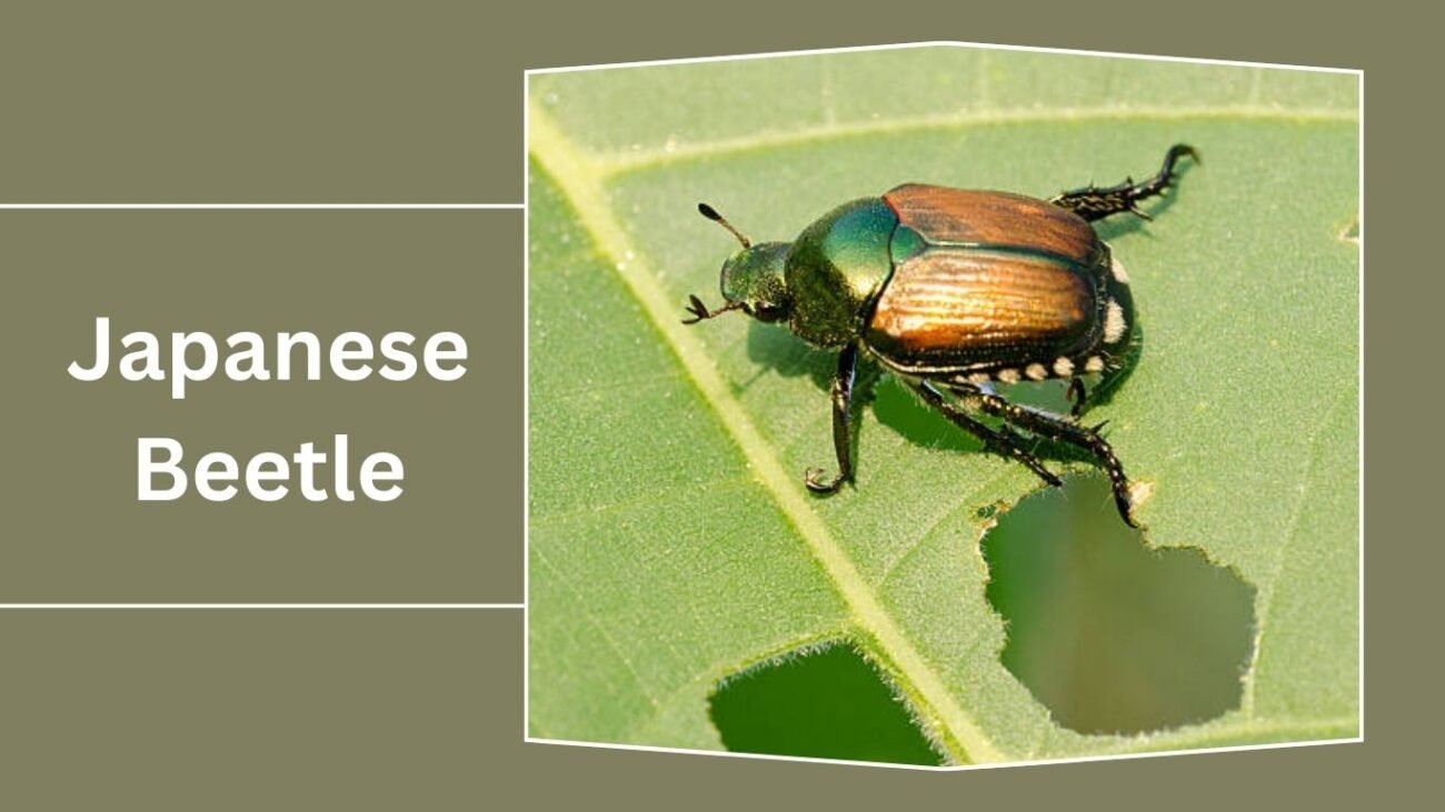 Japanese Beetle (Popillia japonica)