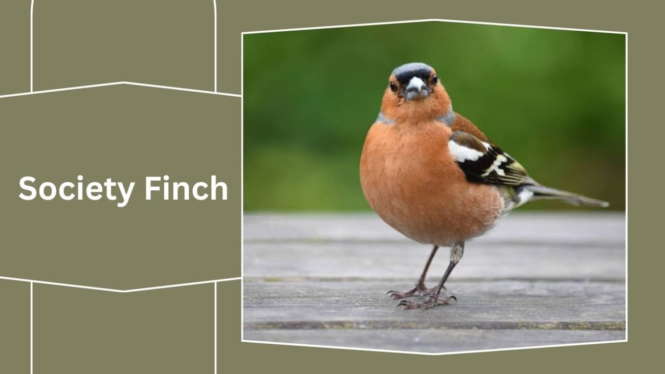 Society Finch