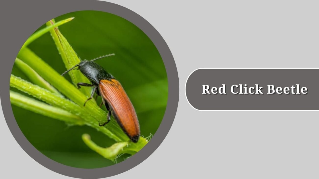Red Click Beetle