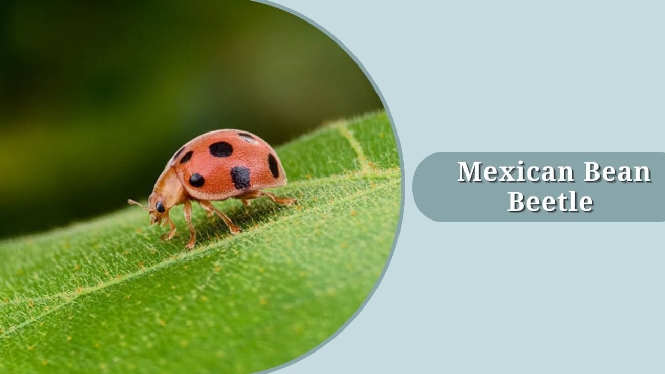 Mexican Bean Beetle