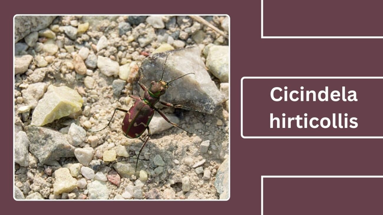 Cicindela hirticollis