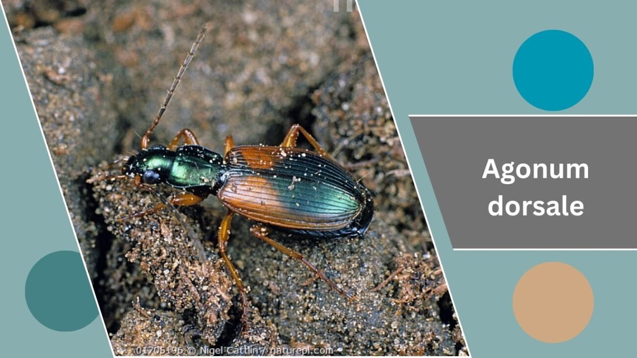 Agonum dorsale