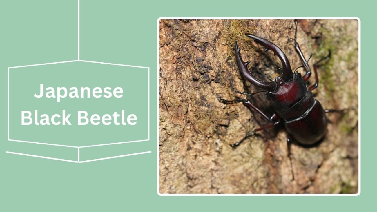 Japanese Black Beetle