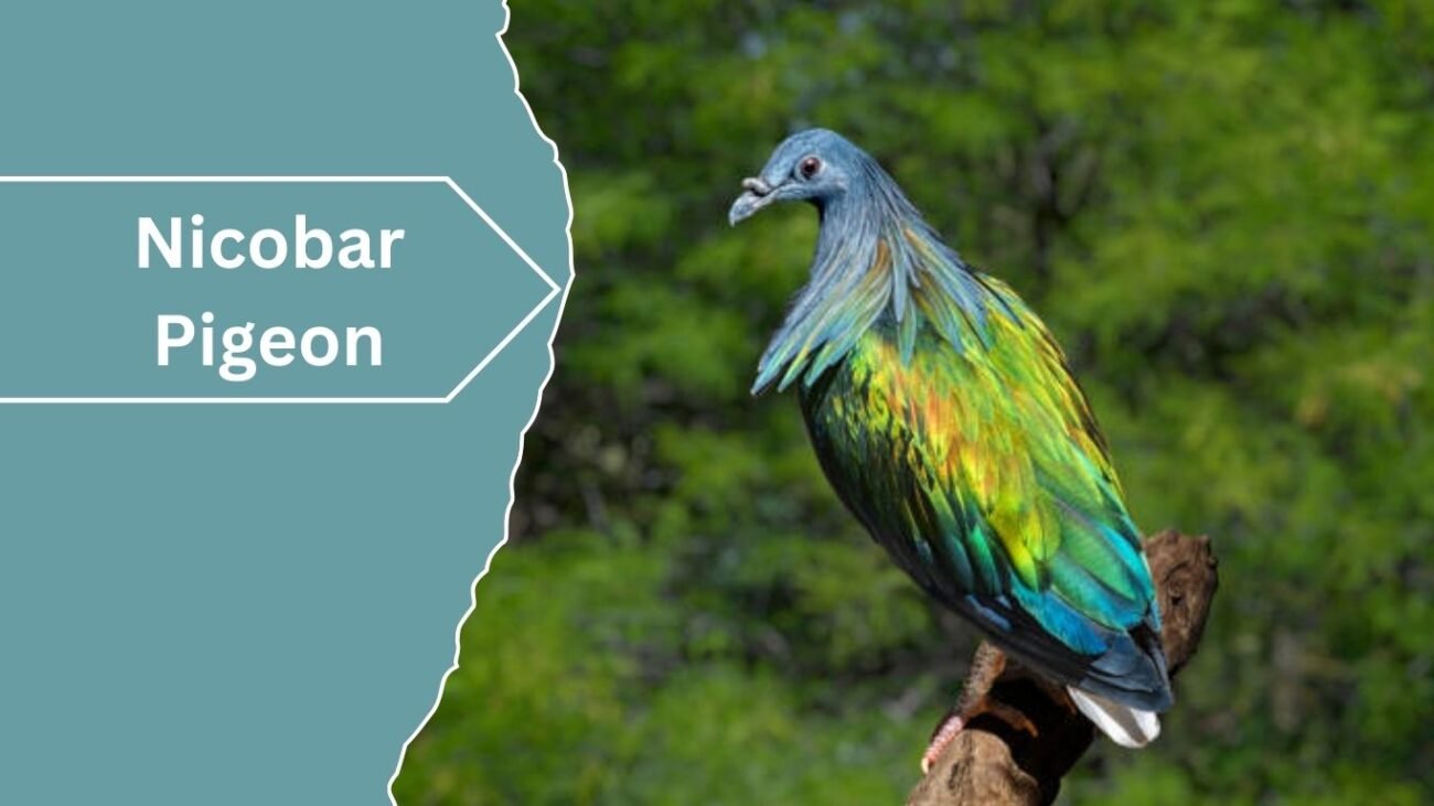 Nicobar Pigeon