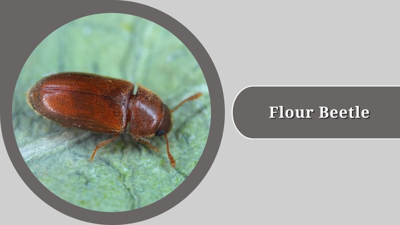 Flour Beetle