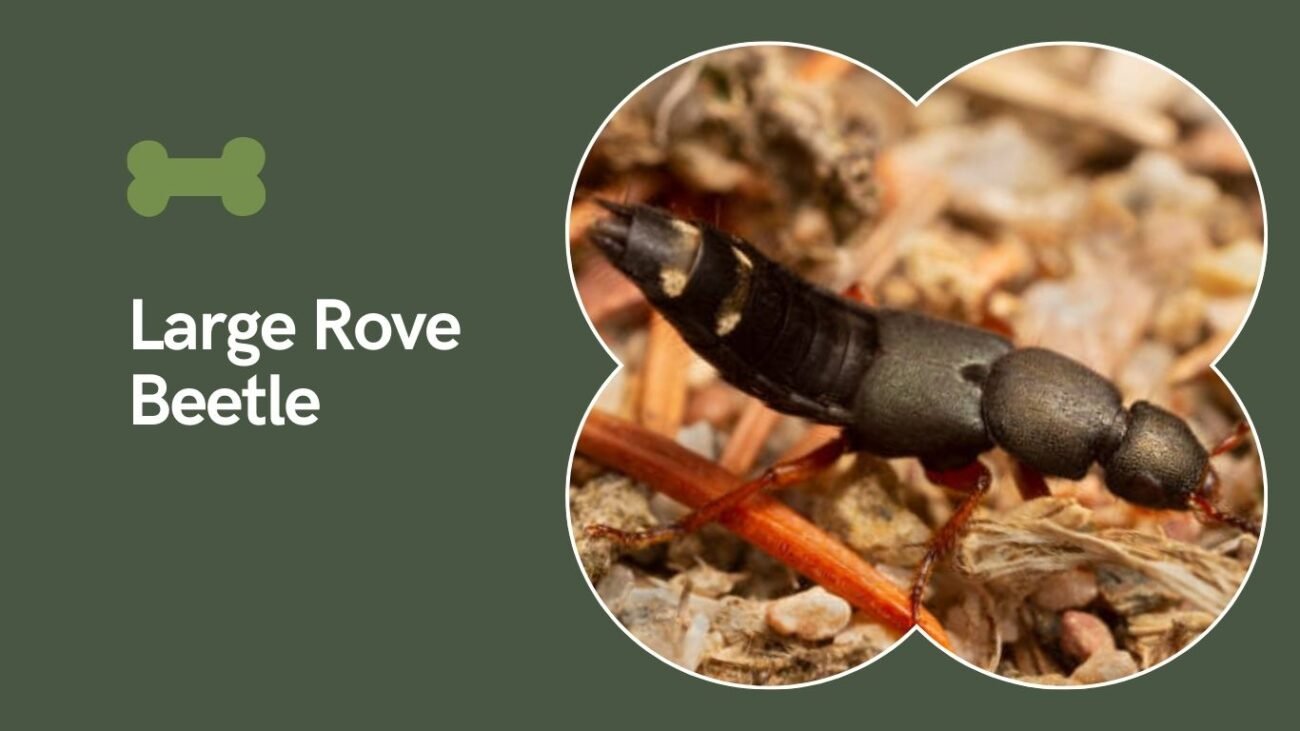 Large Rove Beetle (Staphylinus caesareus)