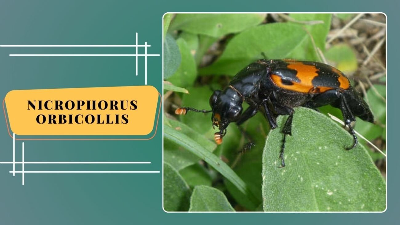Nicrophorus orbicollis