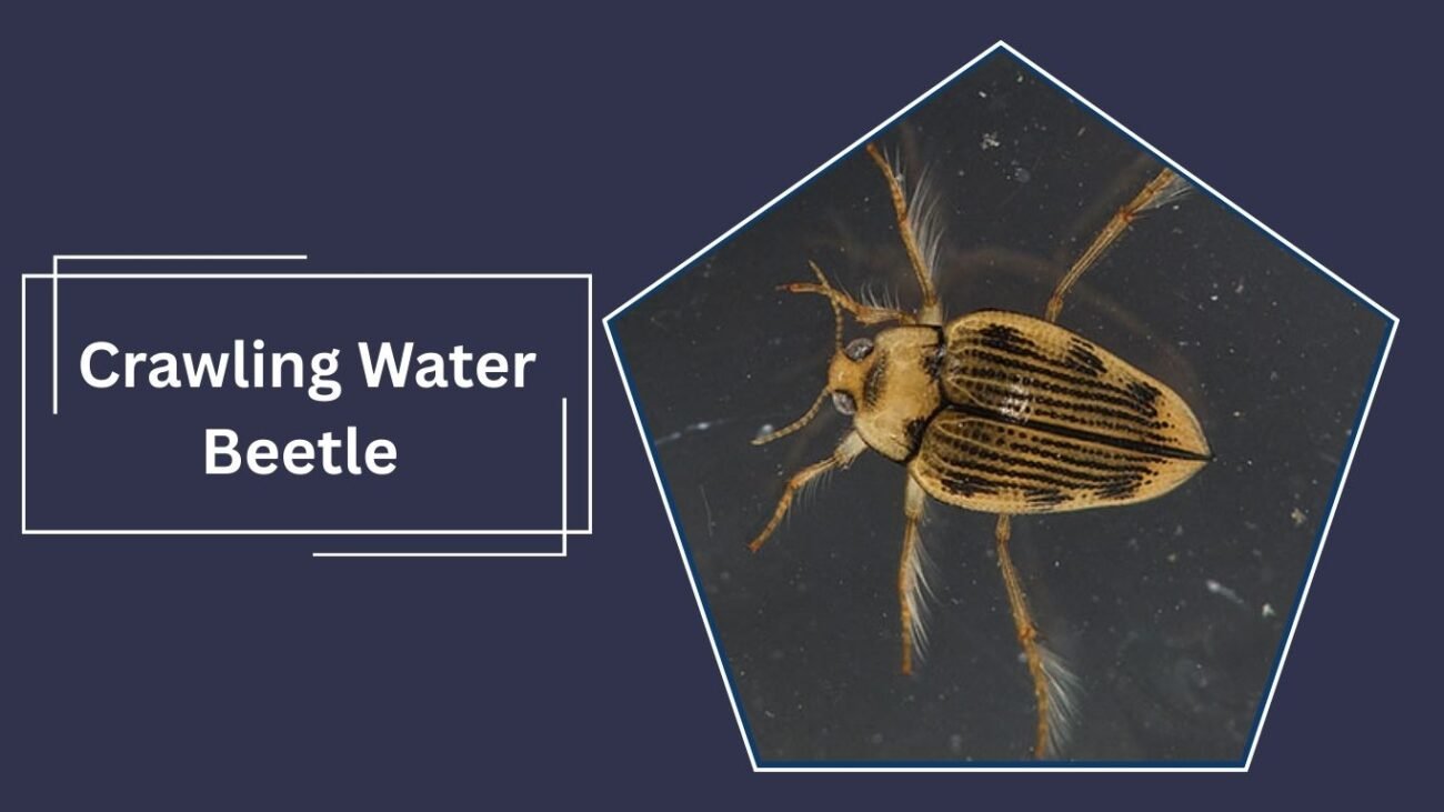 Crawling Water Beetle (Haliplus ruficollis)