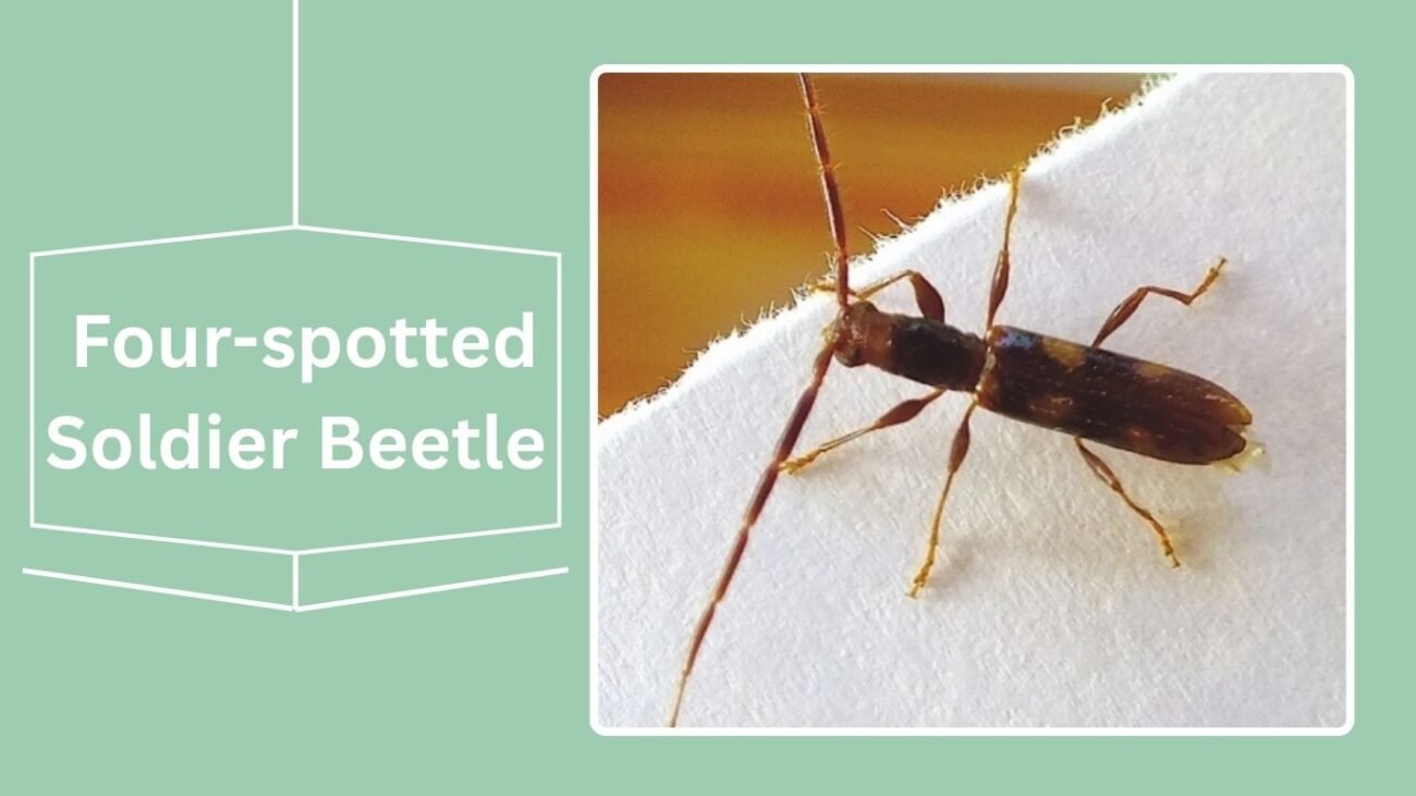Four-spotted Soldier Beetle (Chauliognathus quadripunctatus)