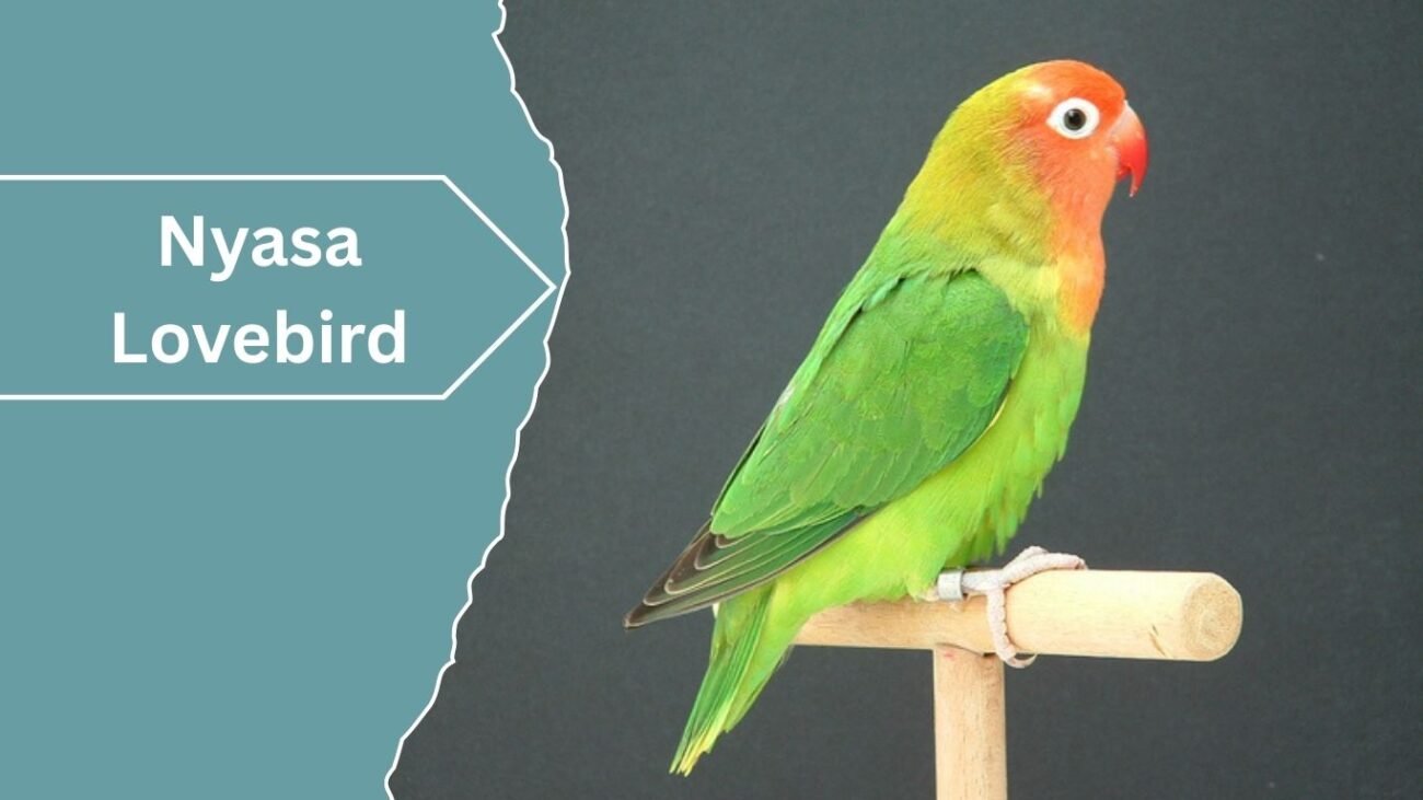 Nyasa Lovebird