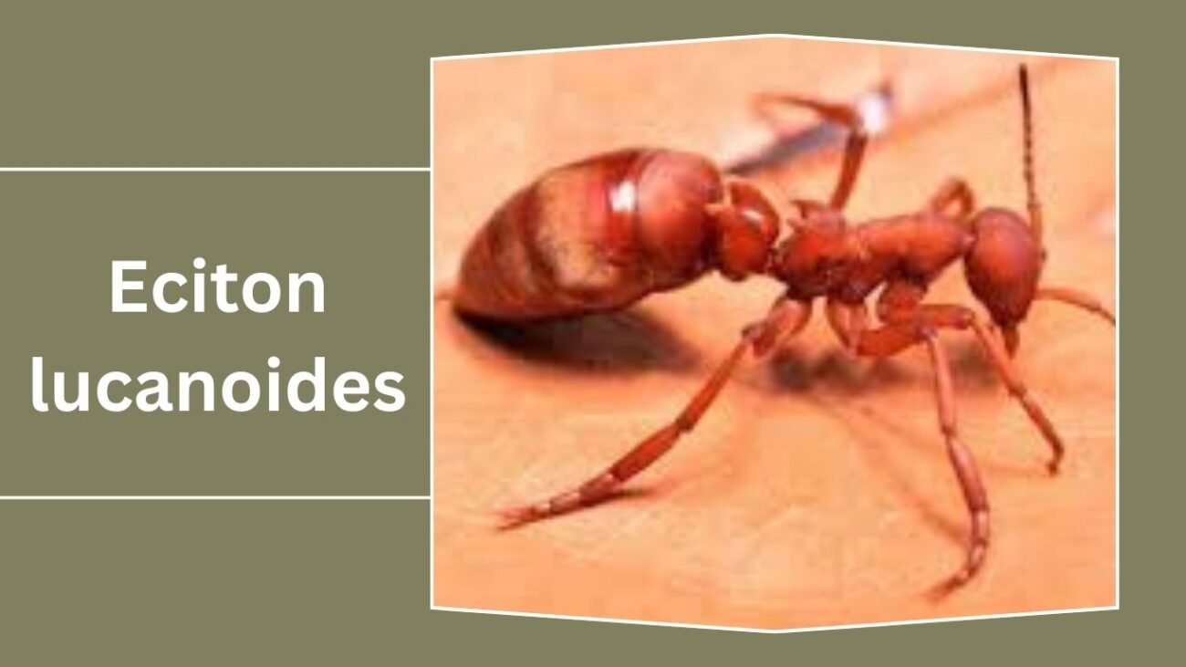 Eciton lucanoides