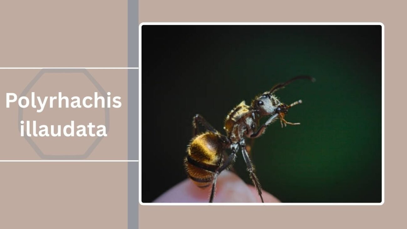 Polyrhachis illaudata