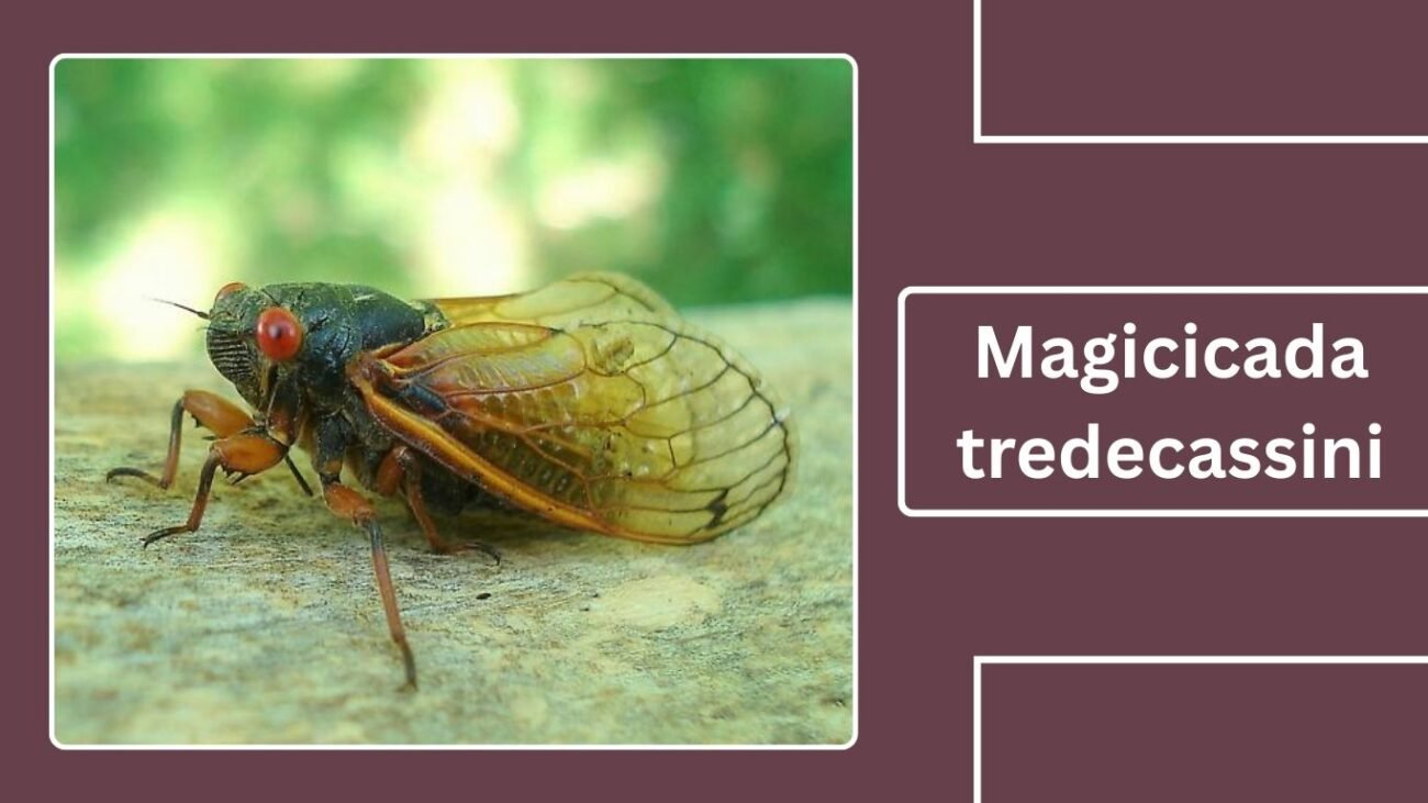 Magicicada tredecassini