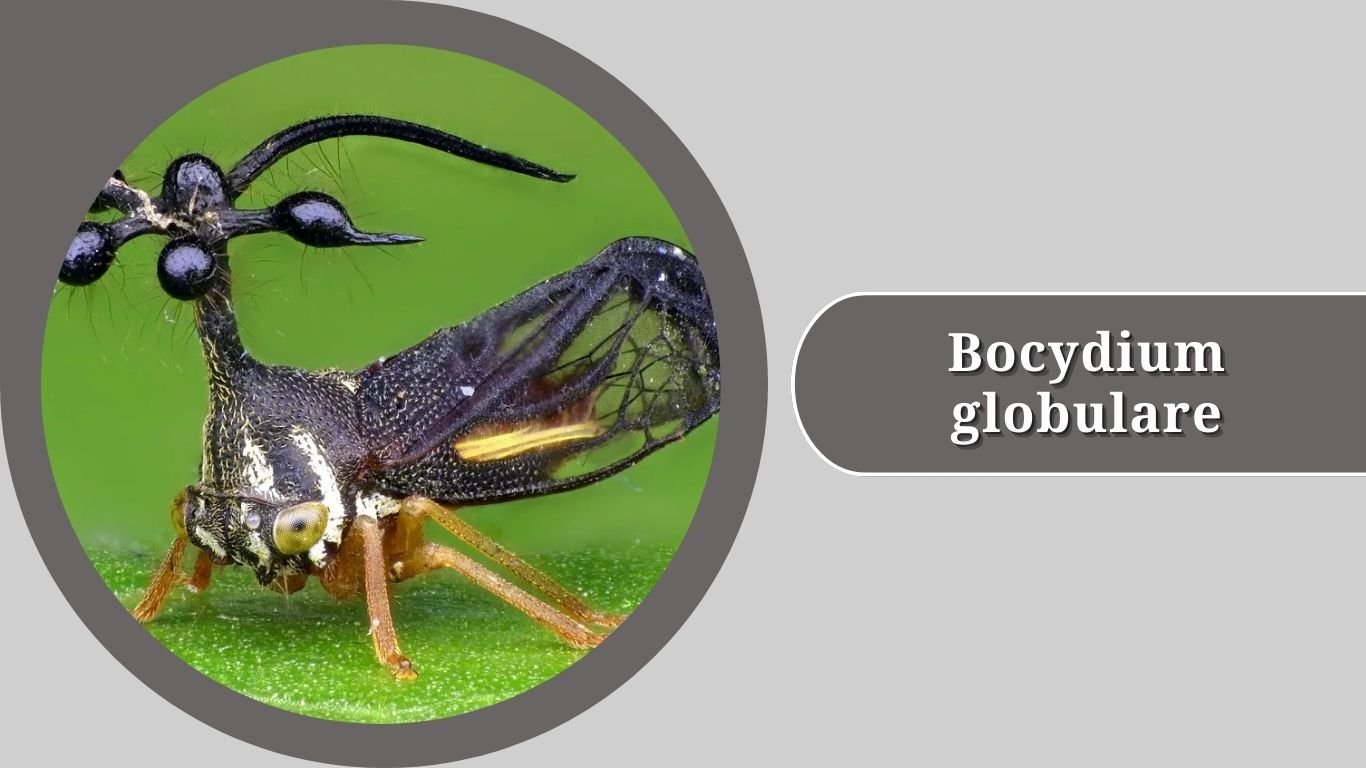 Treehopper Types 15 Types of Treehopper: Identification with Pictures