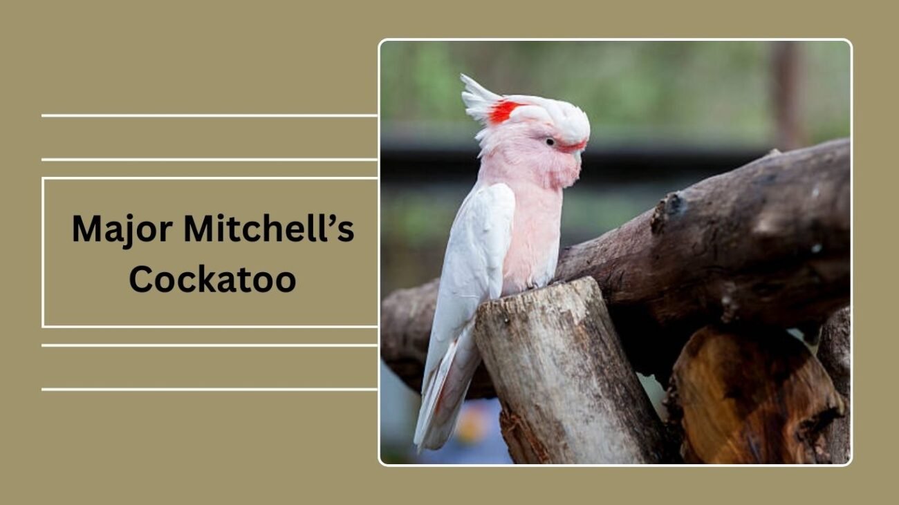 Major Mitchell’s Cockatoo