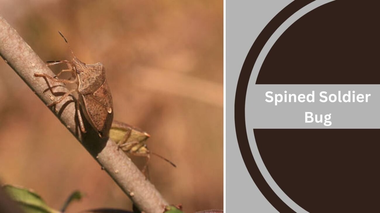 Spined Soldier Bug