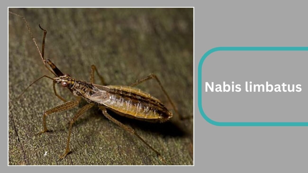 Nabis limbatus