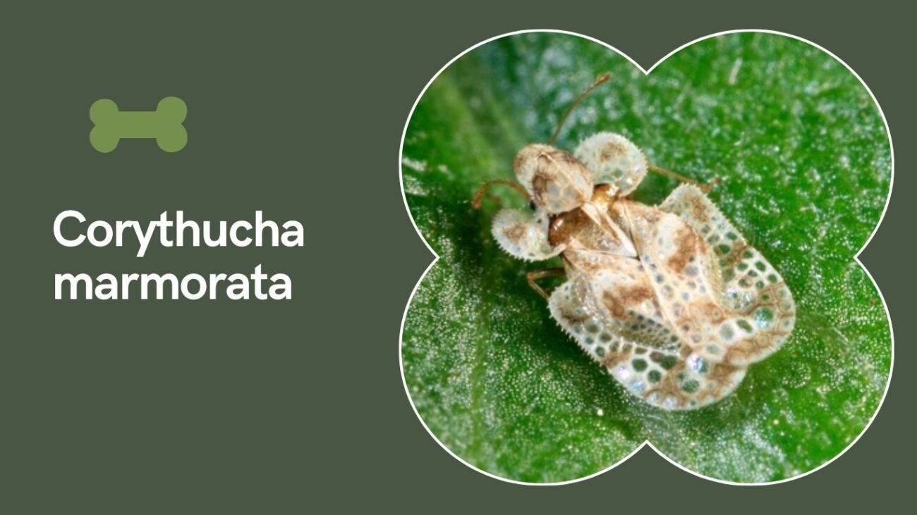Corythucha marmorata (Chrysanthemum Lace Bug)