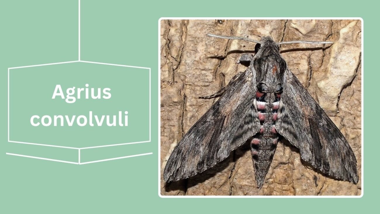 Agrius convolvuli (Convolvulus Hawk Moth)