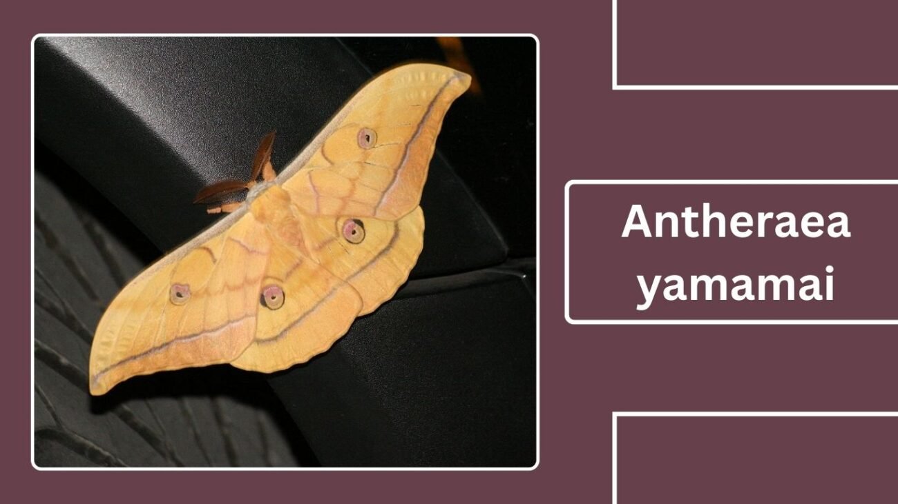 Antheraea yamamai (Japanese Silk Moth)