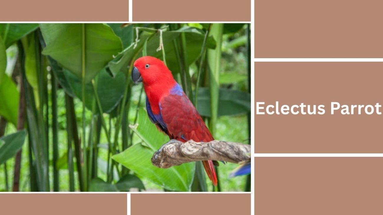 Eclectus Parrot