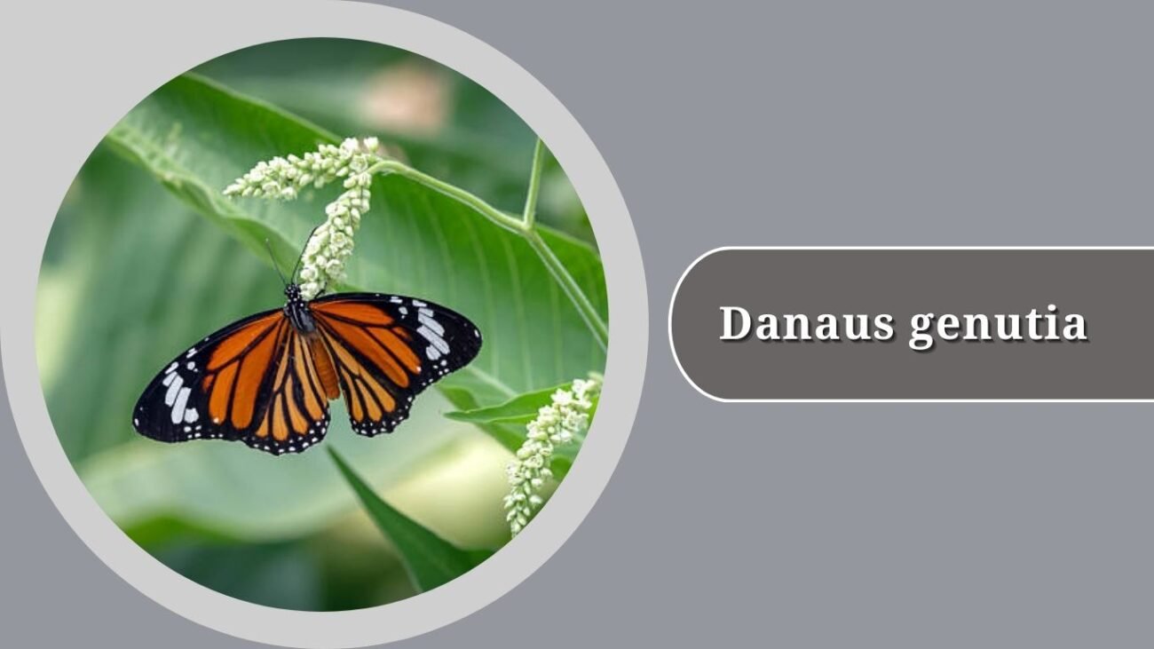 Danaus genutia (Striped Tiger)