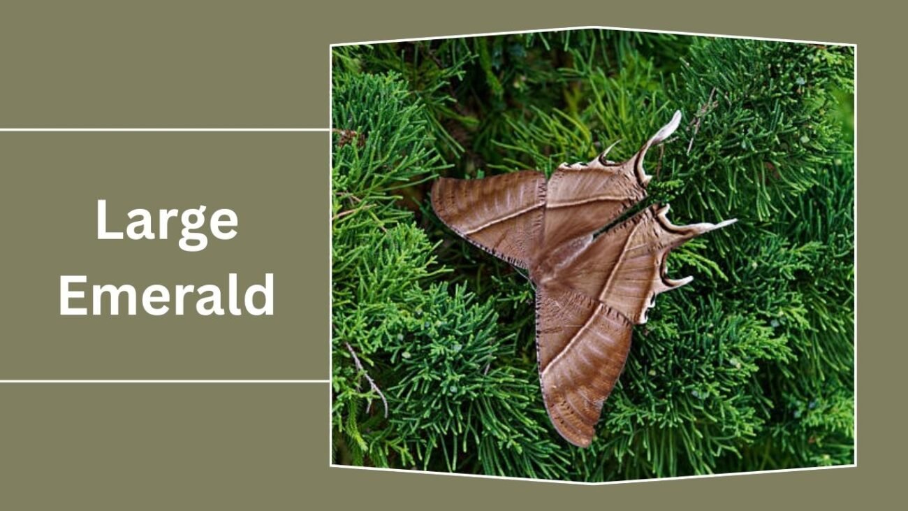 Large Emerald (Geometra papilionaria)