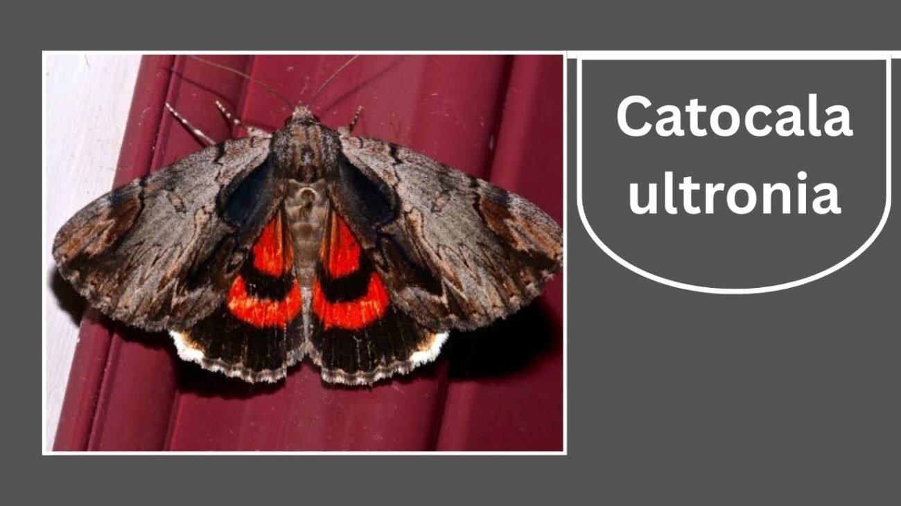 Catocala ultronia (Ultronia Underwing)