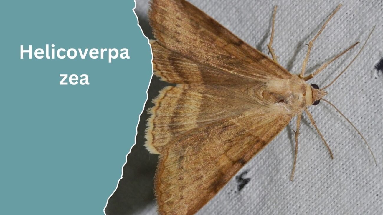Helicoverpa zea (Corn Earworm)