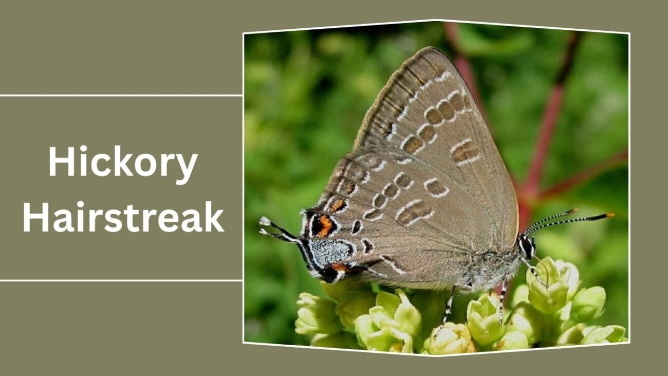 Hickory Hairstreak